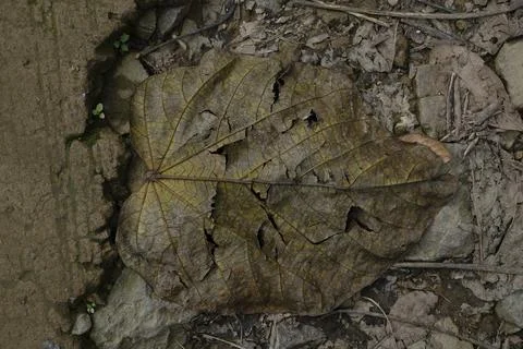 Dried leaves on the ground. Stock Photos