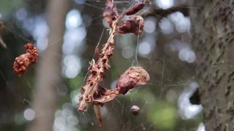 Dried leaves hanging on spider web in forest Vidéo 315360982