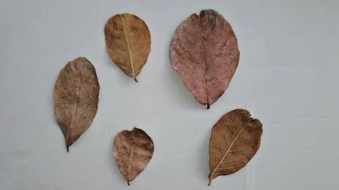 Dried Leaves on Light Background Stock Photos
