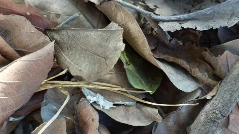 Dried leaves of many different types and colors Stock-Footage 260531748