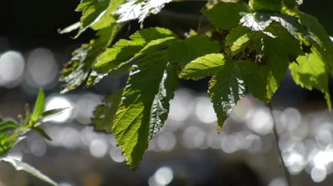 Dried leaves by mountain stream Stock Footage 27529800