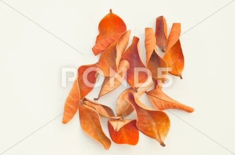 Dried leaves Stock Photos