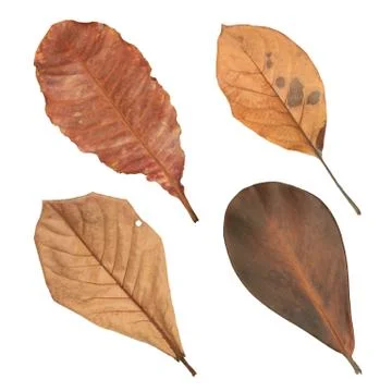 Dried leaves Stock Photos