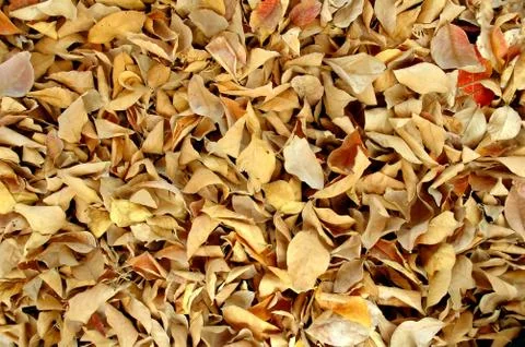 Dried leaves 写真素材