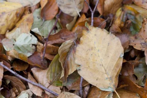 Dried leaves Stock-Fotos