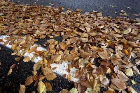 Dried leaves 스톡 사진