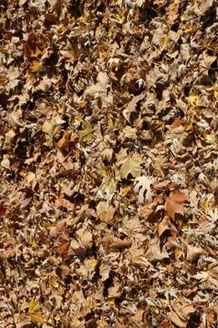 Dried Leaves Foto stock