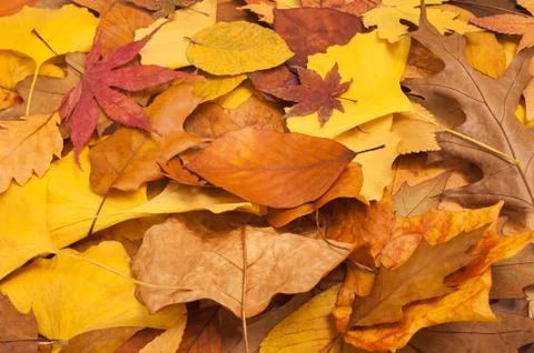 Dried leaves Stock Photos