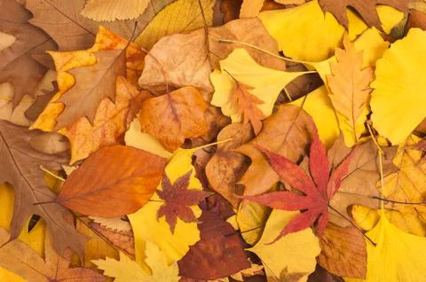Dried leaves Stock Photos