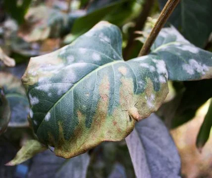 Dried leaves Stock Photos