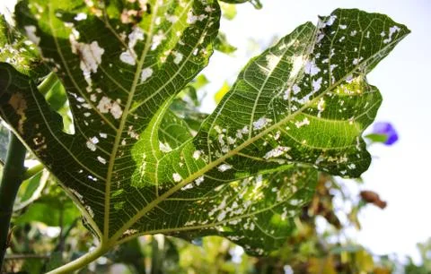 Dried leaves Stock Photos