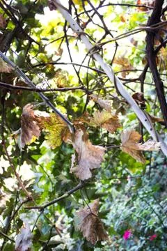 Dried leaves Foto stock