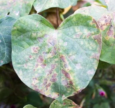 Dried leaves Stock Photos