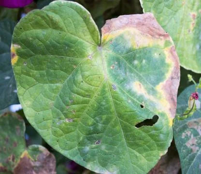 Dried leaves Foto stock