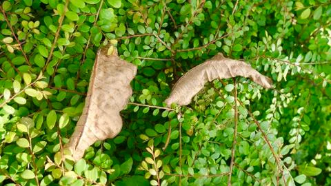 Dried Leaves Stock Photos