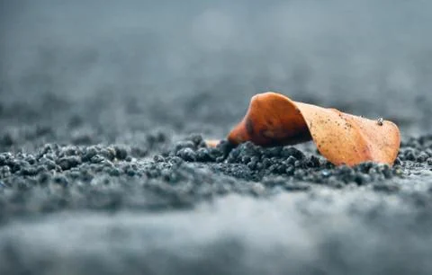 Dried leaves 스톡 사진