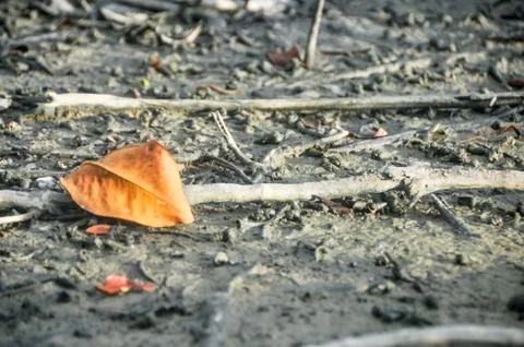 Dried leaves Stock Photos