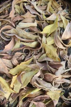 Dried leaves Stock Photos