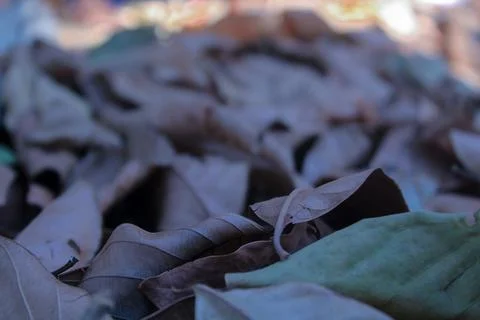 Dried Leaves Stock Photos