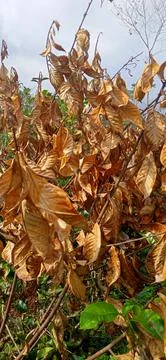 Dried leaves Stock Photos