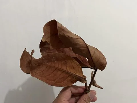 Dried leaves Stock Photos
