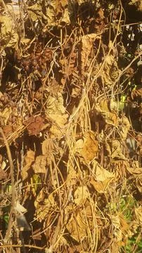Dried leaves Stock Photos