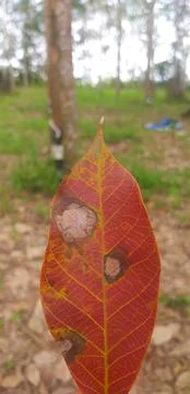 Dried leaves Stock Photos