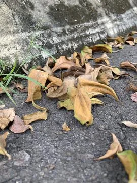 Dried leaves Stock Photos