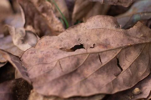 Dried leaves Stock Photos