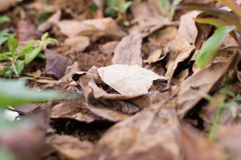 Dried leaves Stock Photos