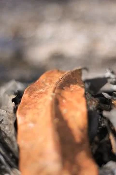 Dried leaves Stock Photos