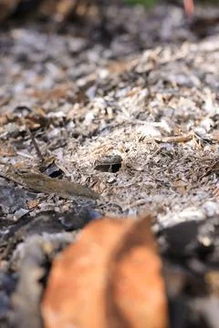 Dried leaves Stock Photos