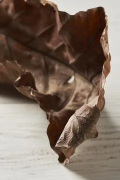 Dried leaves Foto stock