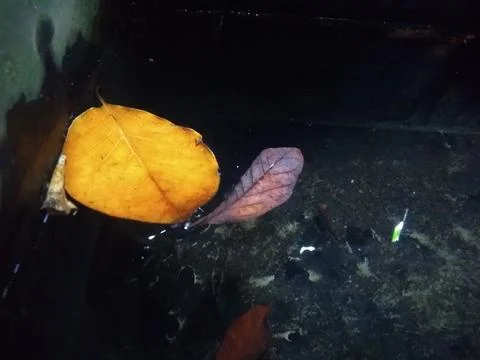 Dried leaves 库存照片