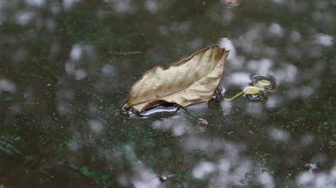 The dried leaves Stock Photos