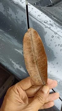 Dried leaves Foto stock