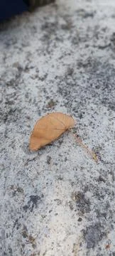 Dried leaves Stock Photos