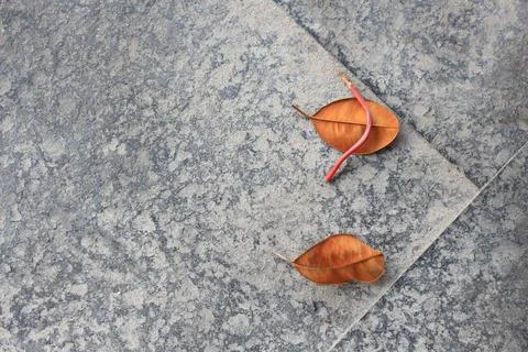 Dried leaves Stock Photos