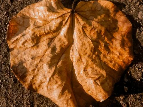 Dried leaves Stock Photos