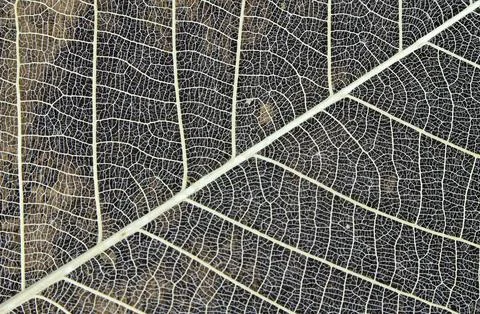 Dried leaves Stock Photos