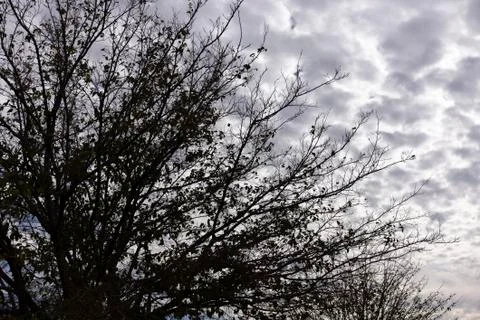 Dried Leaves on a Shadowed Tree in the Fall Season in an Overcast Sky Foto stock