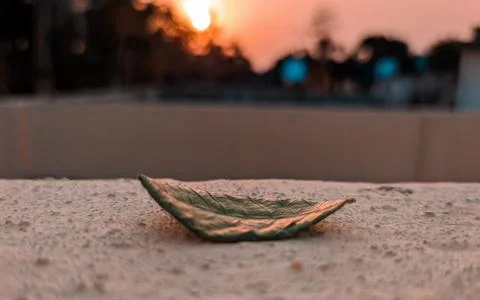 Dried leaves with Sunset Stock Photos