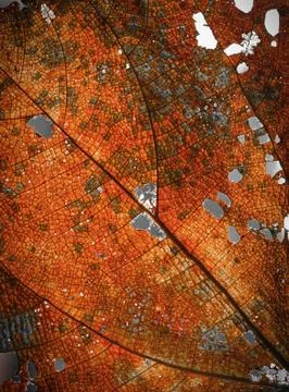 Dried leaves texture and pattern Stock Photos