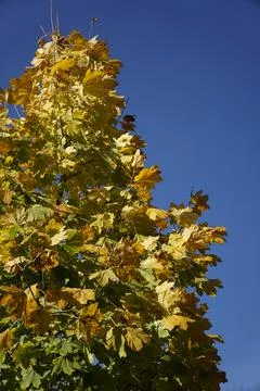 Dried leaves on tree branch in fall Stock Photos