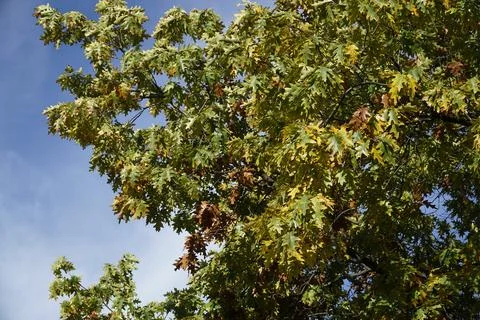 Dried leaves on tree branch in fall Stock Photos