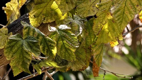 Dried leaves on a tree Stock Footage 104935112