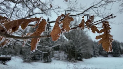 Dried leaves on a tree in winter. Slowmotion Video stock 323342879