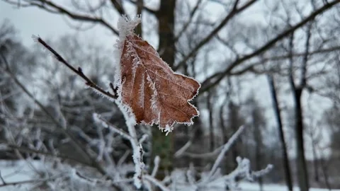Dried leaves on a tree in winter. Slowmotion 스톡 동영상 323342881