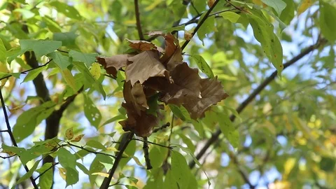 Dried leaves weigh on a branch in the midst of green leaves Stock Footage