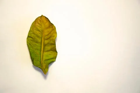 Dried lemon leaf on a white background Stock Photos
